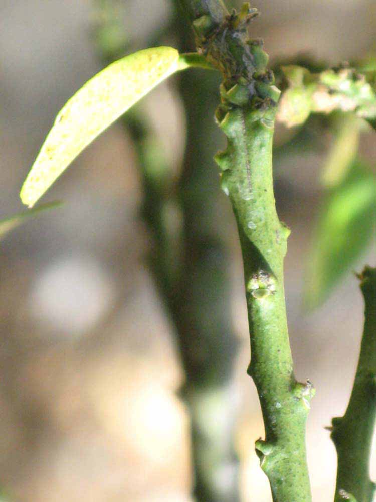            First year twig (Winter Haven, FL)   